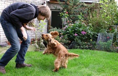 Cocker in Action